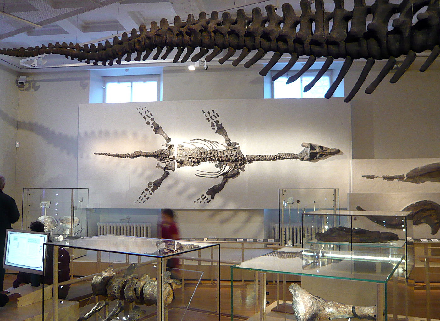 The "Barrow Kipper" (Atychodracon megacephalus) and the tail of the Rutland Dinosaur