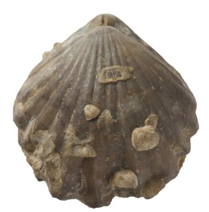 Brachiopod collected by Charles Moore